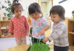 豆苗の収穫～１歳児クラス
