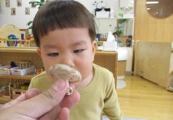 キノコを収穫しました～1歳クラス