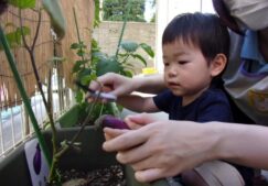 夏野菜の収穫☆やったー！