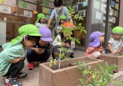 プランターに苗植えをしました☆彡