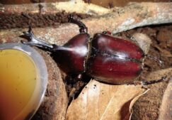 カブトムシ　今年も誕生！