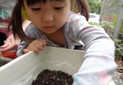 栽培活動　「おおきくなーれ」