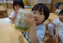 2歳児ぱんだ組『梅ジュース作り』