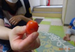 りす組☆ミニトマト栽培☆