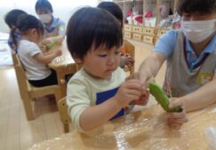 2歳児ぱんだ組　食育「そらまめの皮むき」