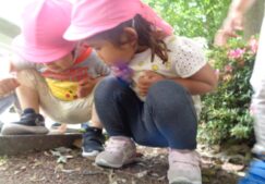 2歳児ぱんだ組　「散歩、中学校横」