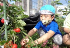 ５歳児くじら組　「野菜の収穫したよ」