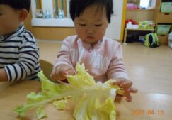 春キャベツ☆彡