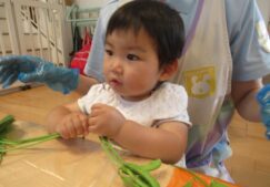 食育「枝豆のさやとり」「グリンピース」