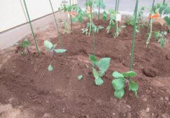苗を植えました！！