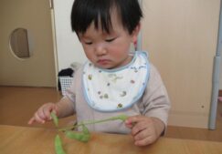 えだまめに触りました！（食育）～にじ組～