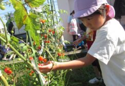 ５歳児くじら組『野菜の収穫』