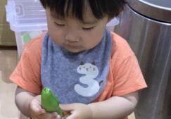1歳児りす組（すずめ・ひよこ合同）『食育（そらまめさやとり）』