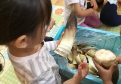 ２歳児　★タケノコの皮むき★