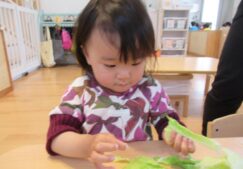 りす組　食育「キャベツちぎり」