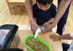 2歳児　★かいわれ大根★