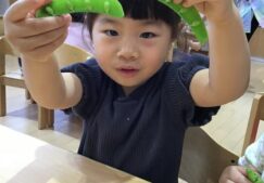 ３歳児うさぎ組　食育「そら豆のさやむき」