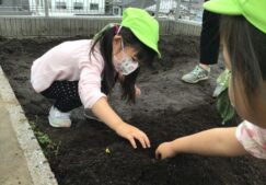 4歳児きりん組　「ナスの苗植え」