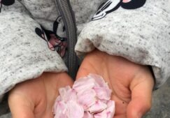 【ばなな組】桜