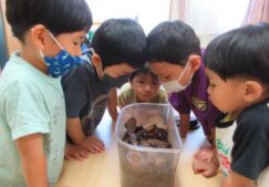 カブトムシの名前は。。。