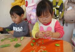 食育「そらまめ・グリンピースの皮むき」