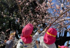 2歳児　★桜の木の下で★