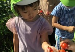 ３歳児うさぎ組『野菜収穫』