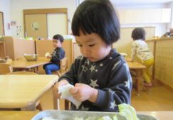 白菜ちぎりをしました！～ほし組～