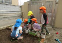 ひまわり植えたよ♪ひまわりさん