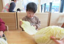 食育活動“白菜ちぎり”～にじ組～