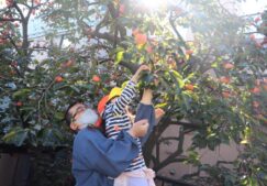 4歳児　★柿もぎ★