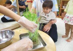 豆苗の収穫　～食育