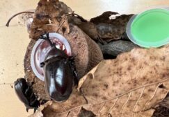 今年のカブトムシ