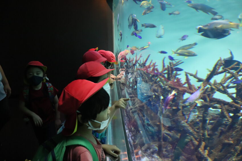 ５歳児さんが葛西臨海水族園へ行きました。<br />
電車の中からワクワクが止まりません。<br />
長い距離を歩きますが、日頃お散歩で歩いているので、へっちゃらです。<br />
水族館に到着すると少し暗い雰囲気にドキドキしましたが、様々な色の魚を見ていると、どんどん明るい表情に。<br />
面白い魚の動きに笑ったり、不思議な形に驚いたり。<br />
海の中の世界に十分触れた後は海まで歩いて遊びます♪<br />
帰りも頑張って歩いて帰ってきたので、お母さんが作ってくれたお弁当が最高に美味しかったです！<br />
