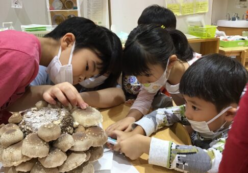 4歳児きりん組　「しいたけの収穫」