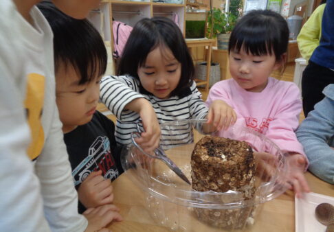 きのこの収穫～5歳児クラス～