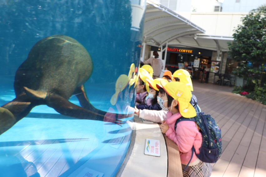 池袋のサンシャイン水族館に4歳児さんが園外保育に行ってきました🐡<br />
市ヶ谷保育園は園庭がありませんが、電車の利便性が良いので様々な公園や施設に出かけます。<br />
そこで公共のマナーを学び、体力も向上していきます。<br />
今回の水族館で経験した事を子どもたちが言葉で、絵画で、リズム遊びでどのように表現してくれるのかが楽しみです♪