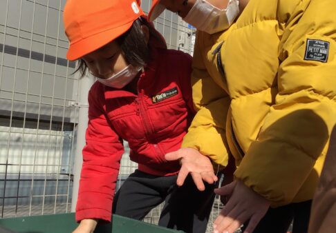 チューリップの球根植え