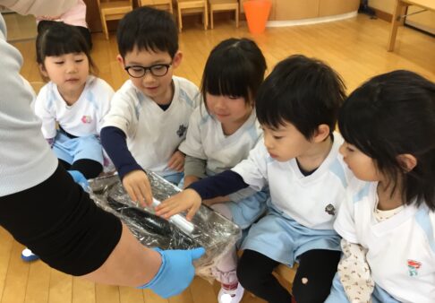 ３歳児　ほし組　食育「お魚解体ショー」