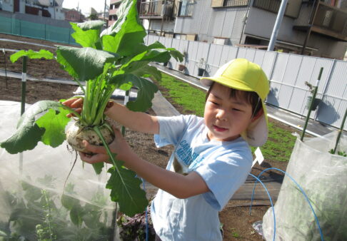 ぽけっとファームの収穫　～5歳児クラス