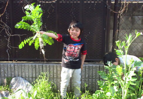 4歳児　大根収穫