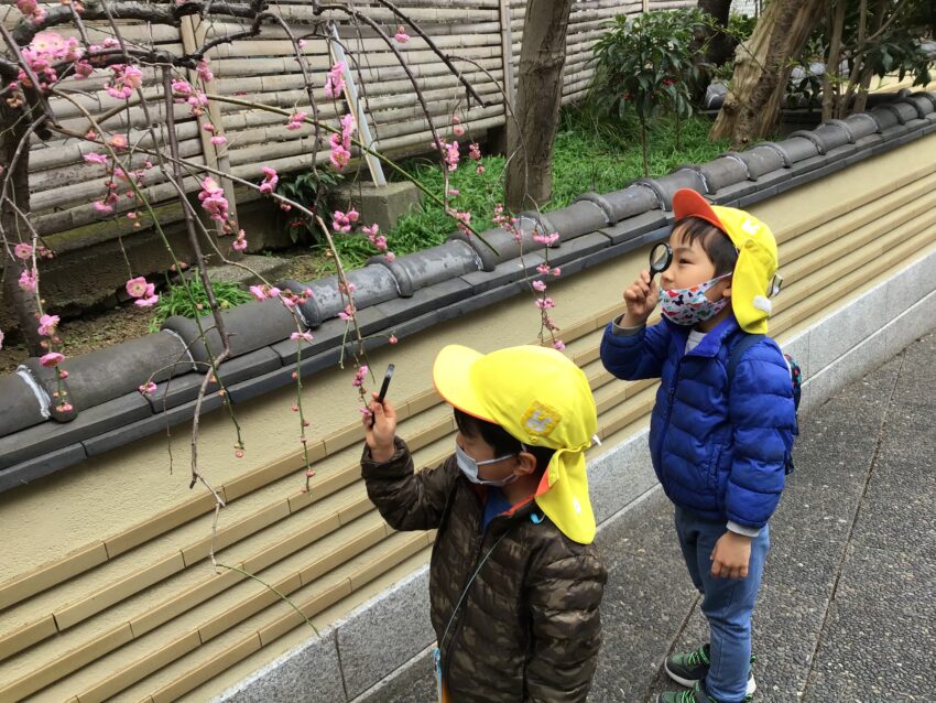 先生がひな祭りについて、子どもたちが生まれる前からあることや、幸せを願うことなど詳しく話すと、興味を持って「ひな祭りってすごい長い行事なんだね！」と感心していました。雛人形には桃の花を飾ることを聞くと「探しに行こう！」と子どもたちから提案があったので、園周辺に桃の花を探しに行きました。<br />
新宿の市ヶ谷にある保育園ですが、周囲は自然物も多くあり、子どもたちにも発見することが出来ました！<br />
虫眼鏡でじっと見て、よーく観察している子どもたちでした🔍🔎