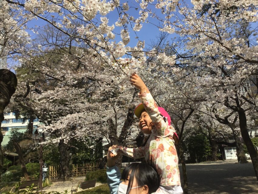 保育園の周りの桜が咲き誇っています🌸<br />
子どもたちに先生が「お花見に行かない？」と<br />
声を掛けると「やったー！」と大喜び♪<br />
早速お散歩に行くことにしました。