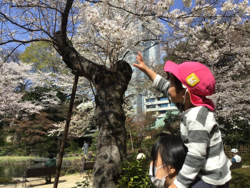 色とりどりの桜の花を眺めながら靖国神社に到着！<br />
先生に肩車をしてもらってそっと桜の花に触れてみました。<br />
その後は池の水面に映る花びらを見たり、地面に舞い散る花びらを集めたりして<br />
楽しみました。<br />
低年齢児の頃から本物の美しさに触れることで美的感覚が養われていきます。<br />
市ヶ谷保育園では様々な観点から五感保育と教育を大切にしています🌸🌸🌸<br />
