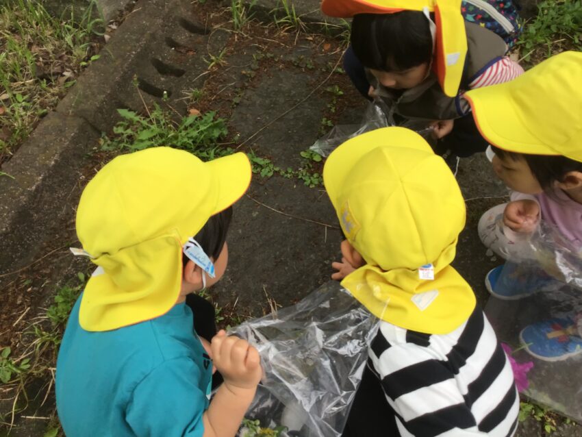 生き物や植物が活発になってきたので探索がより一層楽しみになってきました。
これからも子どもたちとたくさん不思議な発見をしていきたいです。