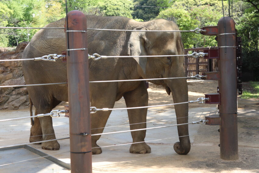 念願の上野動物園へ遠足に行ってきました！<br />
コロナ禍でなかなか行けなかったので、子どもたちは大喜び。<br />
電車に乗って、動物園までは少し距離があったけど、頑張って歩きました。