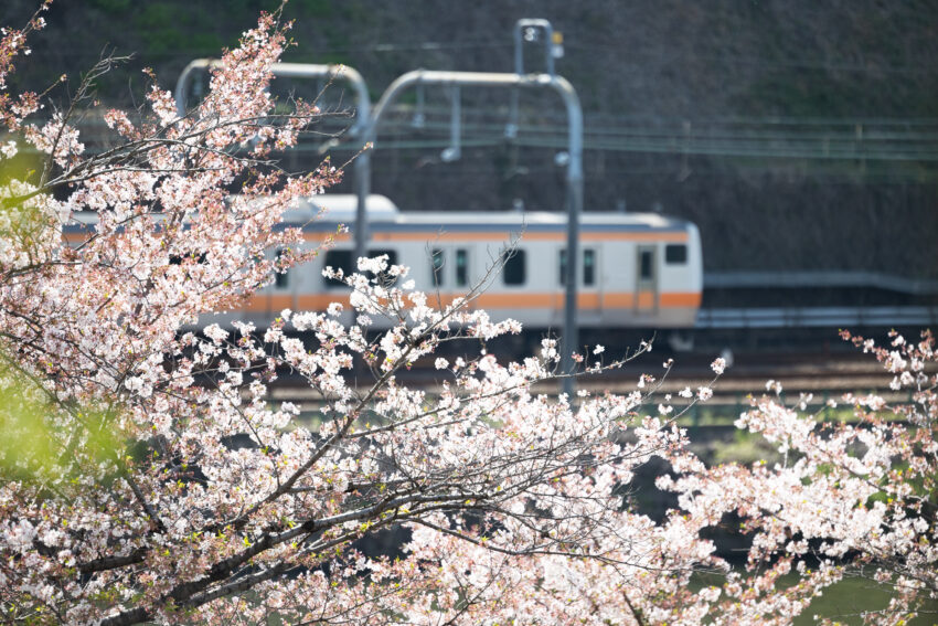 入園式の日は保育園前の桜が綺麗に咲いている中、初めての登園となりました。<br />
受付でもらった先生方が折ってくれたお花の名札に思わず笑顔がこぼれます。<br />
会場に入ると窓から見える電車に大喜び！<br />
式ではお名前を一人一人先生に呼ばれると、お父さんやお母さんに抱っこしてもらい、<br />
皆さんへお顔を見てもらって、初めての自己紹介をしました。<br />
