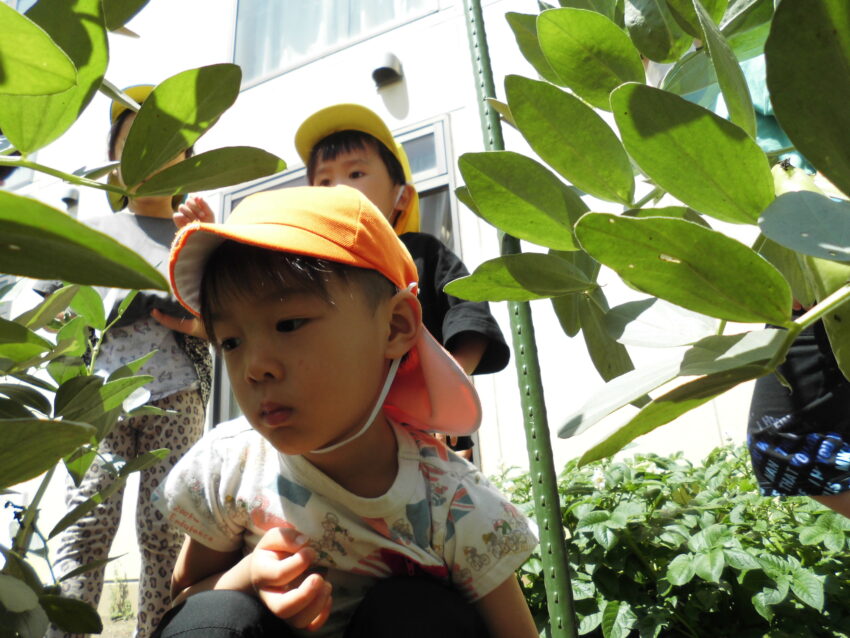 昨日の雨とは違ってお天気の園庭で　幼児クラスのお友達、何やら植えています。<br />
