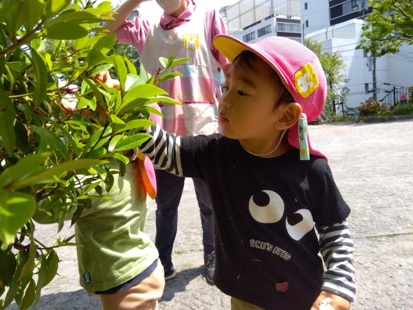 「この実は何かな？」そっと触る感覚は調整する力になっていきます。<br />
「こうしたらシャベルの上に石が乗るかもしれない・・」<br />
遊びの中から重さの分割や割合も感覚で体験していきます。<br />
たんぽぽの綿毛を飛ばそうとして一生懸命試しているT君。<br />
「吹く」という経験は呼吸器系を循環させる働きや、口腔内の成長にも繋がり言語の発達も促進されます。また、どうやったら飛ぶのかな？何で飛ばないのかな？など考える事で能力の発達にも繋がっていきます。<br />
様々な遊びが子どもを成長させてくれるので、市ヶ谷保育園では子どもたちが自ら主体的に選ぶ遊びを大切にしています。