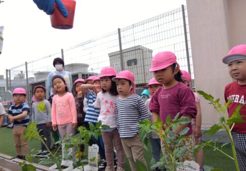 ３歳児　うさぎ組　「苗植えをしました！」